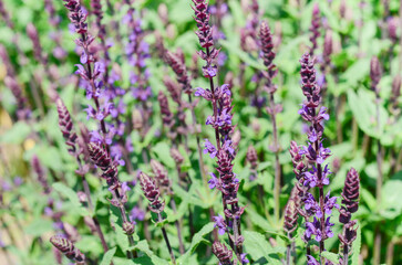 Obraz premium Vibrant purple salvia flowers blooming in a lush green garden, showcasing delicate petals and rich foliage in a sunny environment