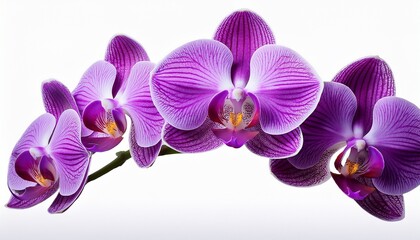 Fototapeta na wymiar elegant purple orchids isolated on a transparent background