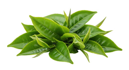 Isolated Fresh Green Tea Leaves Pile