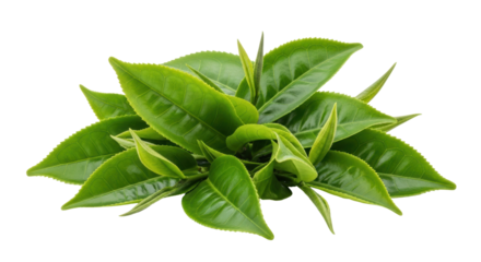 Isolated Fresh Green Tea Leaves Pile