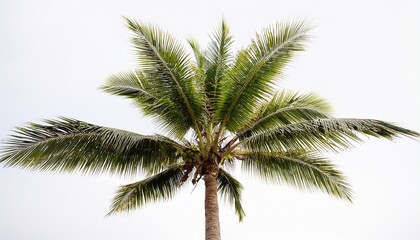 Fototapeta premium coconut tree isolated on white background