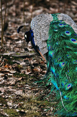 peacock walks with a complex tail blue green colored male