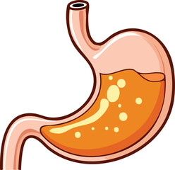Detailed illustration of a human stomach, showcasing its internal structure and digestive fluids.