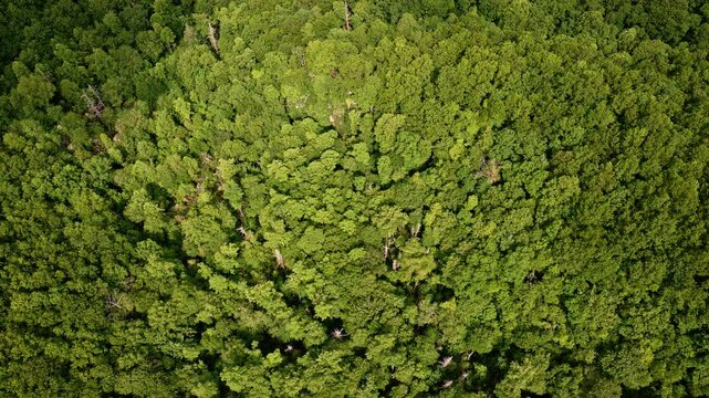 Cinematic glide through the misty Appalachian peaks.