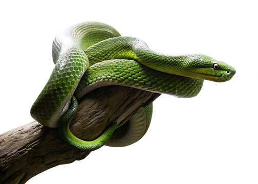 green snake on a tree branch isolated on white background PNG, AI GENERATED