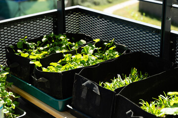 Gotu kola and kangkung growing on a small urban balcony garden