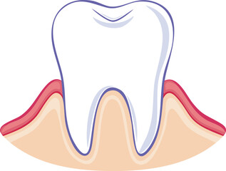 Illustration of a healthy human tooth, showing gum and root structure.