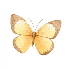 Fototapeta premium A Delicate Watercolor Butterfly, Pale Yellow Wings, Brown Edges, Isolated on White Background