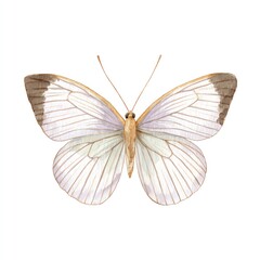 Fototapeta premium Delicate Watercolor Butterfly with Brown-Tipped Wings, a Stunning Nature Illustration