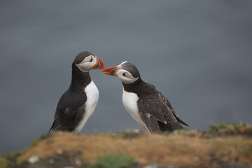couple of puffins interacting in a cute adorable manner