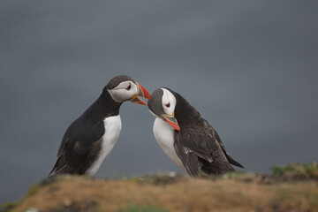 couple of puffins interacting in a cute adorable manner
