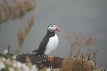 puffin portrait standing non the cliffside with heather around him