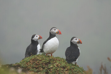a group of puffins standing on the cliffside facing the same way