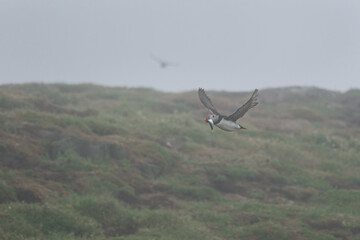 puffin flying low with a big fish in his mouth and a shadow in the background