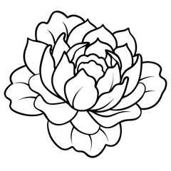 Peony Bloom Minimal Line Art on White