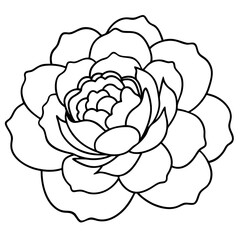 Peony Bloom Minimal Line Art on White