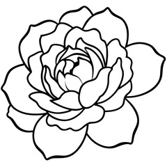 Peony Bloom Minimal Line Art on White