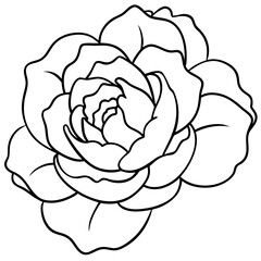 Peony Bloom Minimal Line Art on White