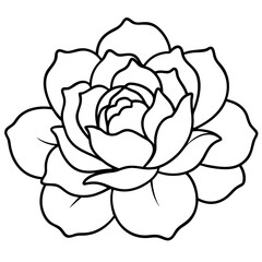 Peony Bloom Minimal Line Art on White