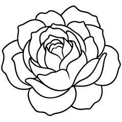 Peony Bloom Minimal Line Art on White