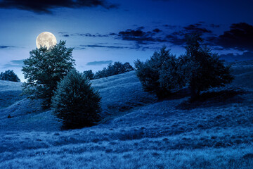 beech forest on the grassy hill at night. alpine scenery with trees in lush leaves. primeval woods in full moon light. dark clouds on the sky
