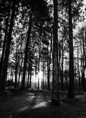 Black and white of a dense forest with tall trees silhouetted against a bright, sunlit background,...
