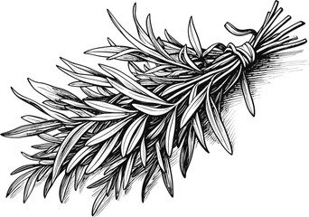 Tarragon Bunch – The Essence of French Cuisine herb vintage linework ink sketch hand drawn pen drawing vector illustration background