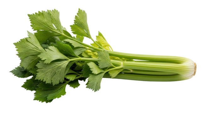 Isolated Celery