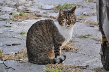 stray homeless single cat outdoor fluffy fur in spotted patches