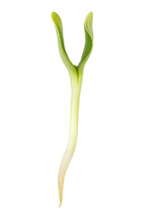 Close-up of a young green seedling with two cotyledons isolated on white background with clipping path.
