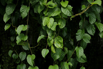 Dense green vine leaves hanging in natural light. Jungle-like foliage ideal for background, garden...