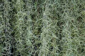 Close-up of Spanish moss hanging down in dense strands. Natural green texture ideal for background.