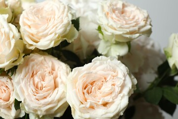 Beautiful peony roses, close up