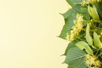 Blooming fragrant linden tree on beige background. The buds, flowers with petals and stamens lime...