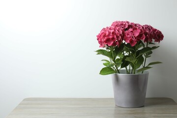 Obraz premium Beautiful pink hydrangea in a pot on the table