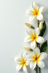 Delicate white frangipani blossoms arranged flat, Asian flora postcard style , white flowers, design