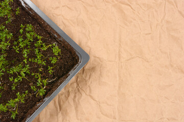 Young cress seedlings in a growing tray placed on crumpled brown paper, with copy space