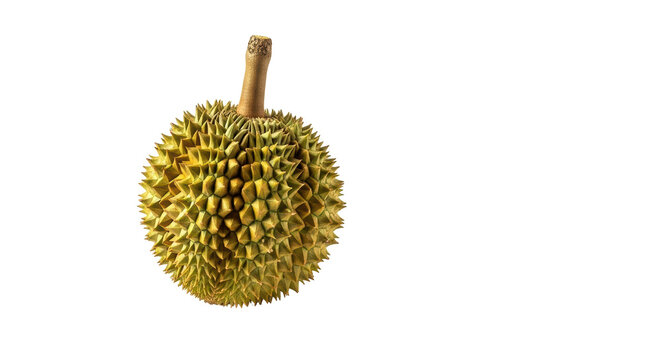Isolated Durian Fruit - Powered by Adobe