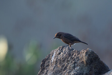 A close up of a female Indian robin standing gracefully on a sunlit rock. Capture in soft natural light with a blurred background.