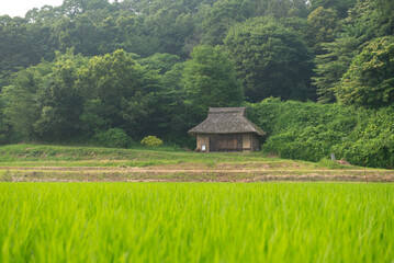 田んぼと古い民家 © 歌うカメラマン