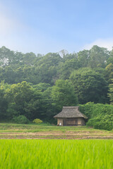 田んぼと古い民家 © 歌うカメラマン