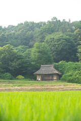 Fototapeta premium 田んぼと古い民家