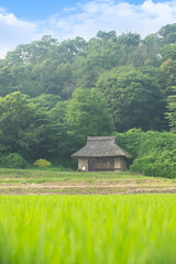 田んぼと古い民家 © 歌うカメラマン
