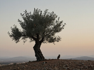 Ancient Olive Tree Silhouette at Sunset with Bird