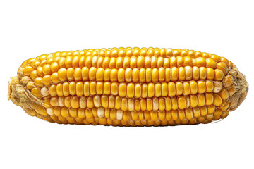 Close-up of a whole corn cob, displaying rows of kernels.  A bright yellow corn cob,  with a slightly darker husk, is presented in a clear, studio shot against a black background