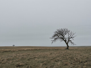 Solitary Tree in a Vast, Empty Landscape Under a Gray Sky