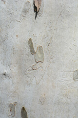 London plane bark detail - Latin name - Platanus x hispanica