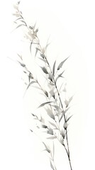 Fototapeta premium Flower plant white fragility.