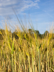 close-up of golden wheat under a clear blue sky with soft clouds in warm tones with soft light. summer