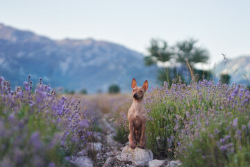 An American Hairless Terrier dog poses on a rocky path surrounded by blooming lavender, set against...